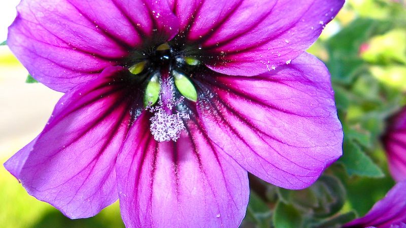 Pelargonia afrykańska - zanim sięgniesz po antybiotyk