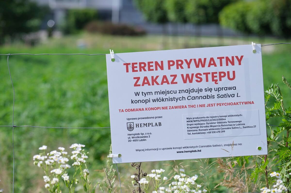 Plantacja konopi włóknistych przy ul. Jantarowej w Lublinie