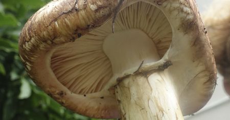 "Jednak miałem rację". To prawda, że rosną w Polsce. 2 tys. euro za kilogram