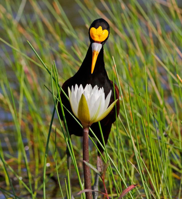 Audubon Photography Awards 2020, czyli genialne zdjęcia ptaków 4