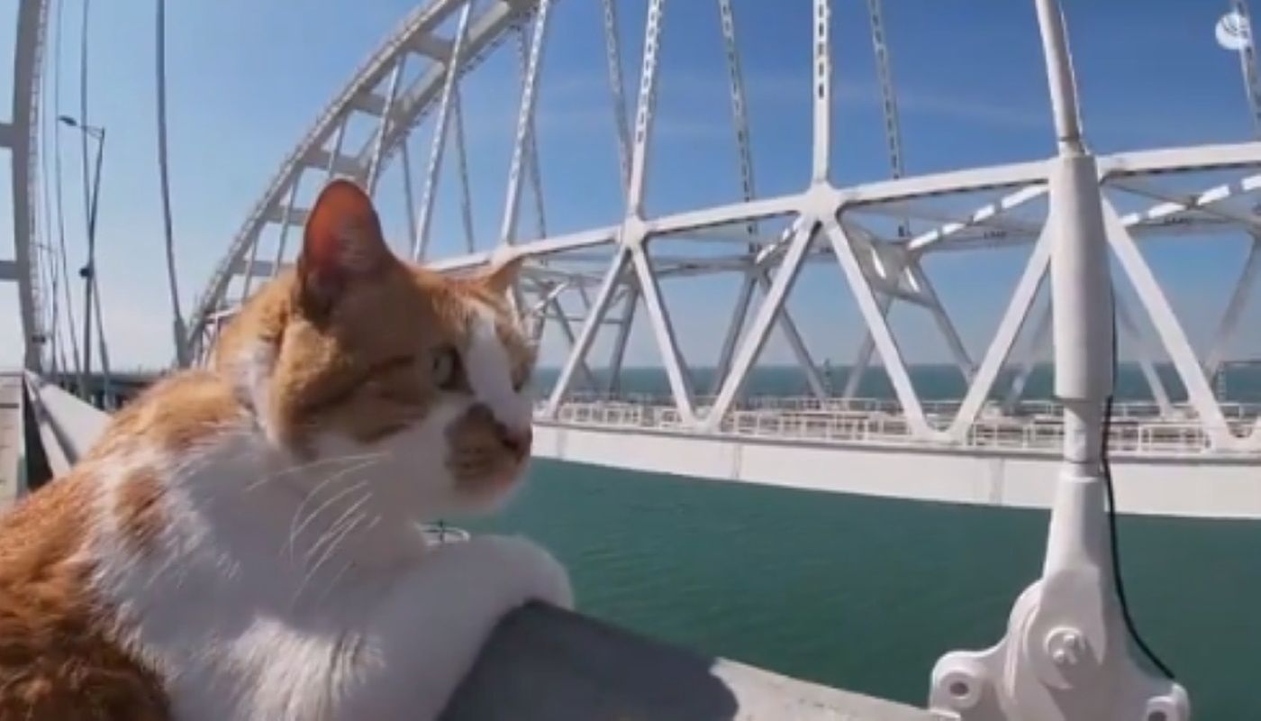 Kot Mostik budzi sensację. Pupil wszystkich Rosjan znów dał o sobie znać