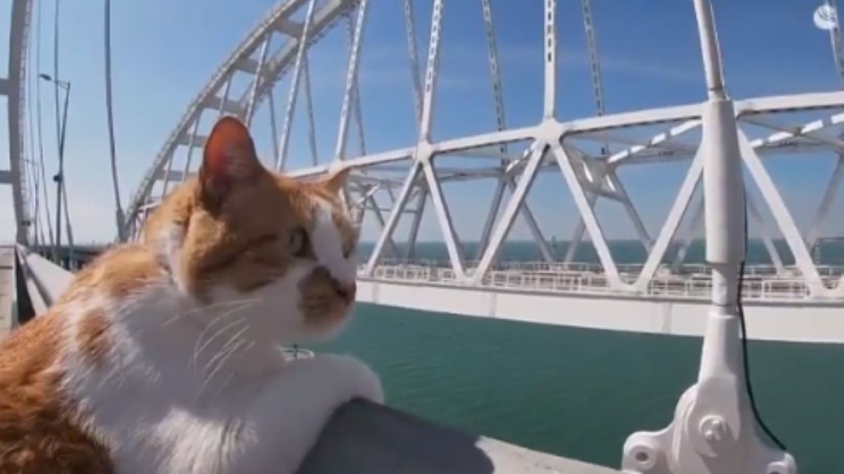 Kot Mostik był maskotką budowniczych Mostu Krymskiego. Teraz odwiedził go ponownie