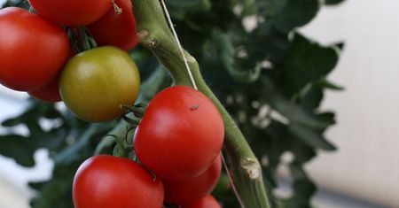 Zawieś przy pomidorach. Paskudne szkodniki same uciekną