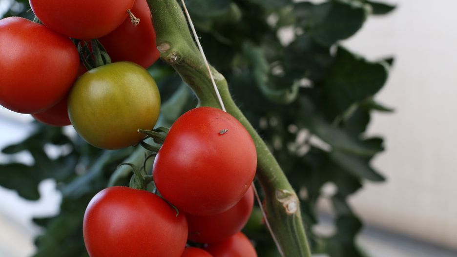 AJCespedes
tomate, tomates, tomatera, tallo, hojas, cultivo, maduración, rojo, naranja, tuta absoluta, lepidóptero, plaga, verde claro, brillante, rafia, agricultura, invernadero