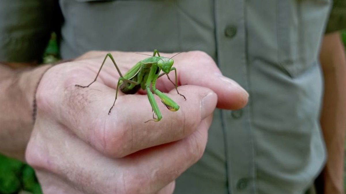 Modliszki zwyczajne coraz częściej spotykane w Polsce.