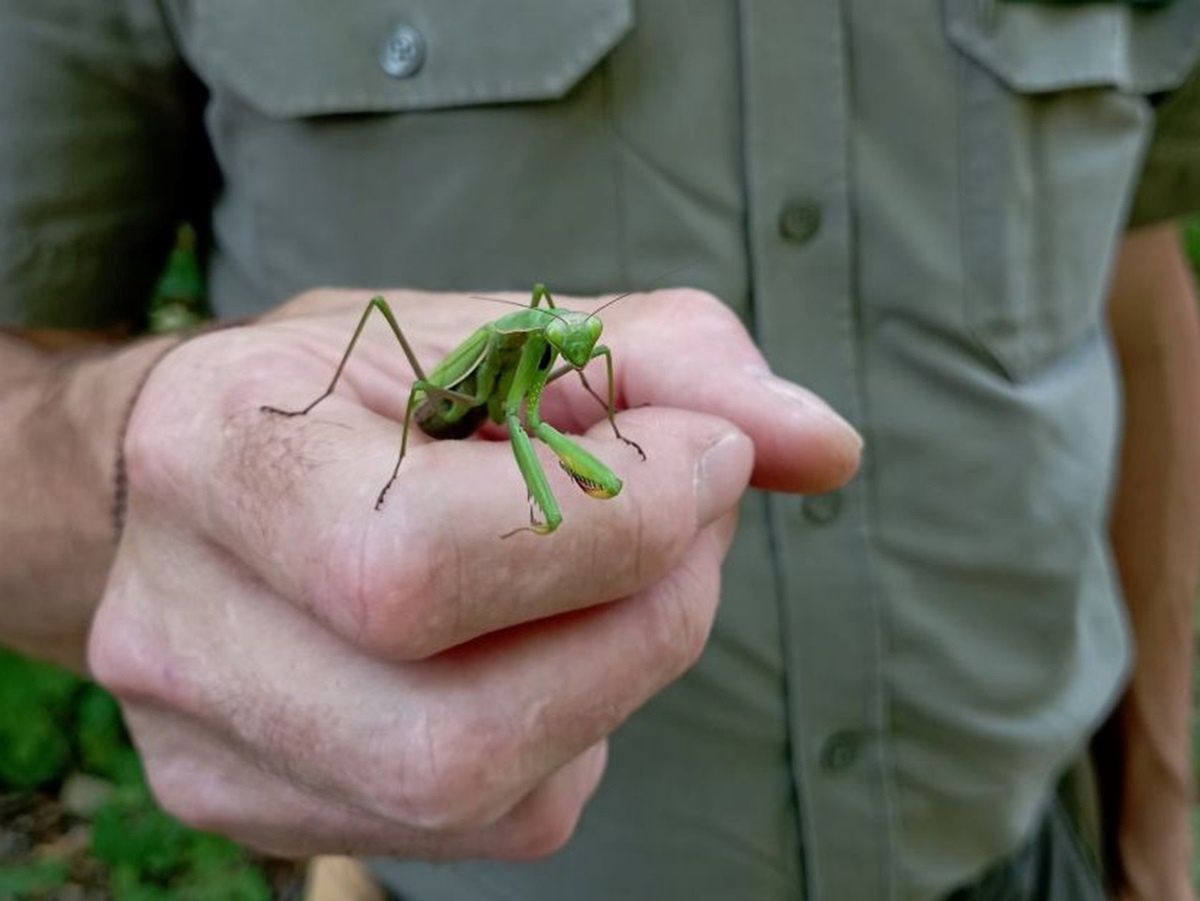 Ten gatunek w Polsce był rzadkością. Dziś spotykany jest codziennie