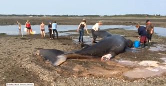 Znaleziony na plaży drapieżnik mierzył blisko 9 metrów