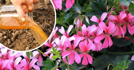 Ten nawóz zrobisz prawie za darmo! Pelargonie będą kwitły aż do jesieni
