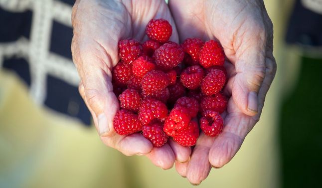 Maliny - Pyszności; foto: Adobe Stock