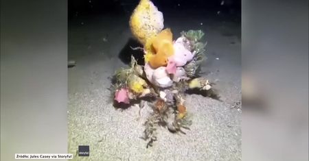 Krab dekorator wykorzystuje kamuflaż, by odstraszać napastników
