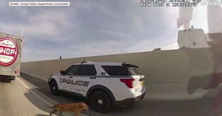 Policjanci uratowali przestraszonego psa, który wbiegł na ruchliwą autostradę.