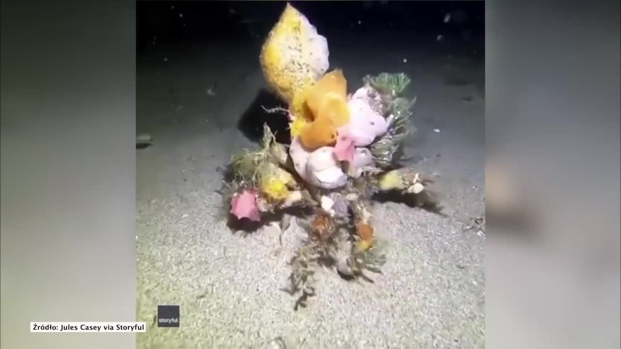 Krab dekorator wykorzystuje kamuflaż, by odstraszać napastników