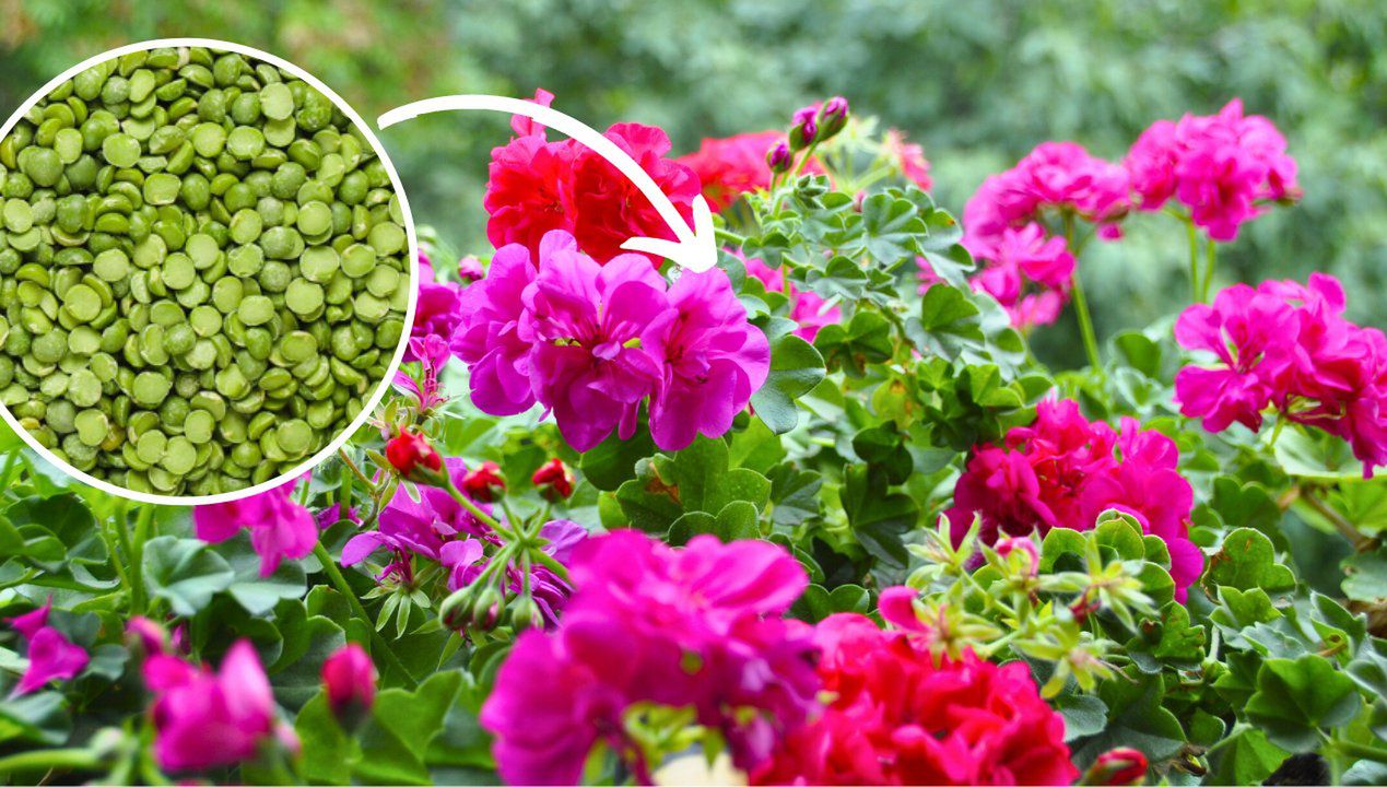 jak zadbać o pelargonie podczas upałów, fot. Getty Images/Freepik