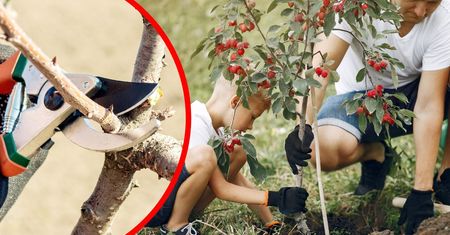Sadząc drzewa na działce, stosuj te zasady. Inaczej sąsiad może użyć sekatora