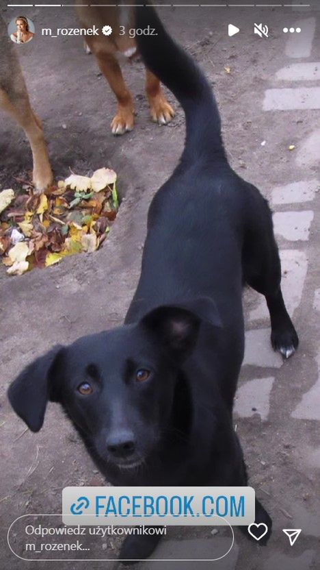 Małgorzata Rozenek poszukuje domu dla psów