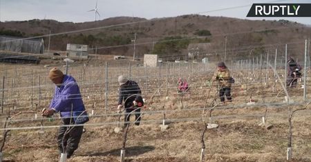 Wino z Fukushimy. Na terenie ewakuowanym po katastrofie elektrowni atomowej powstała winnica