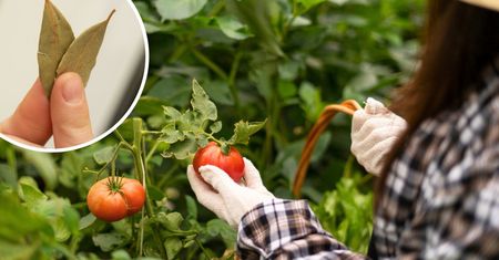 Domowy nawóz z dwóch składników stawia na nogi ogórki i krzaki pomidorów