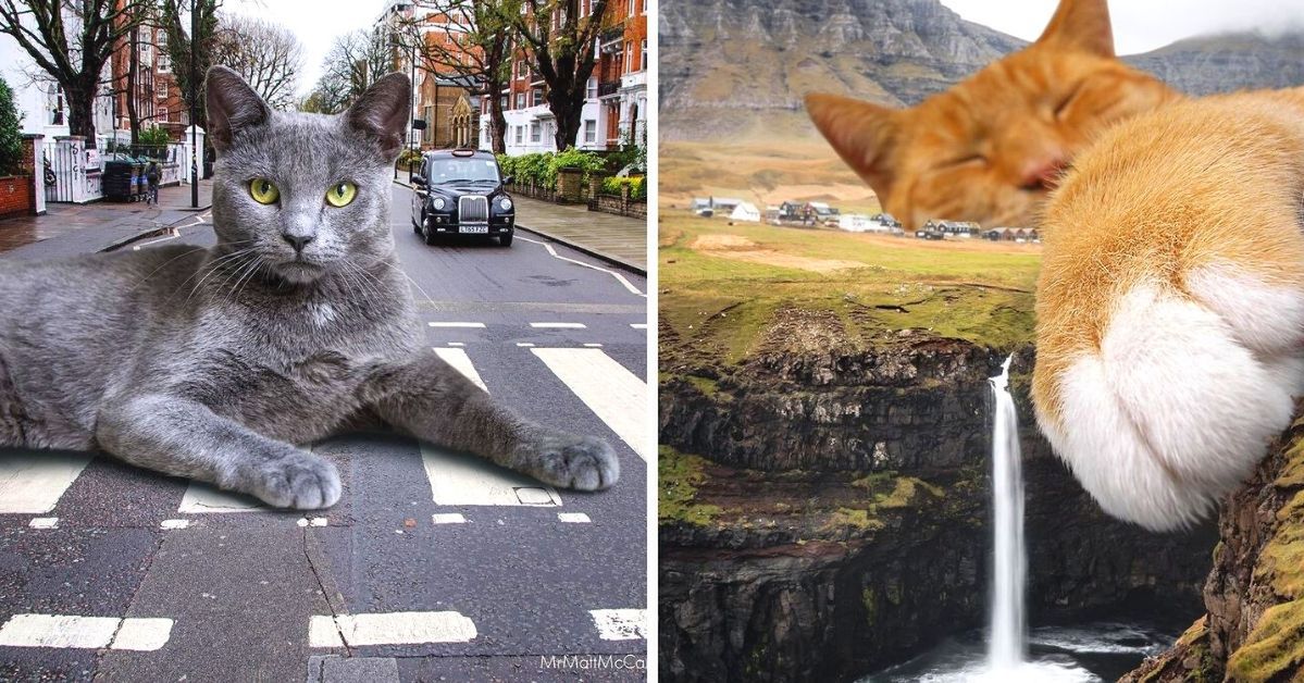 25 zdjęć świata zdominowanego przez gigantyczne koty! Surrealistyczna perspektywa artysty