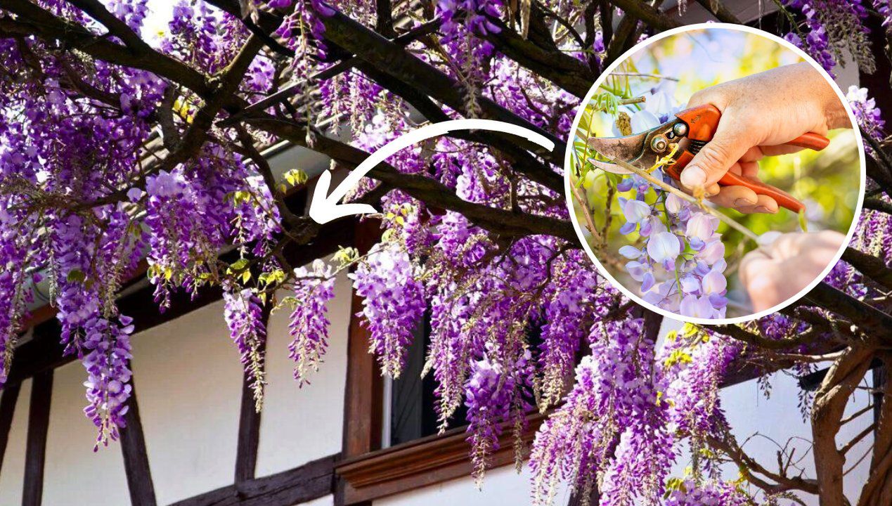 kiedy przycinać wisterię, fot. freepik/getty images