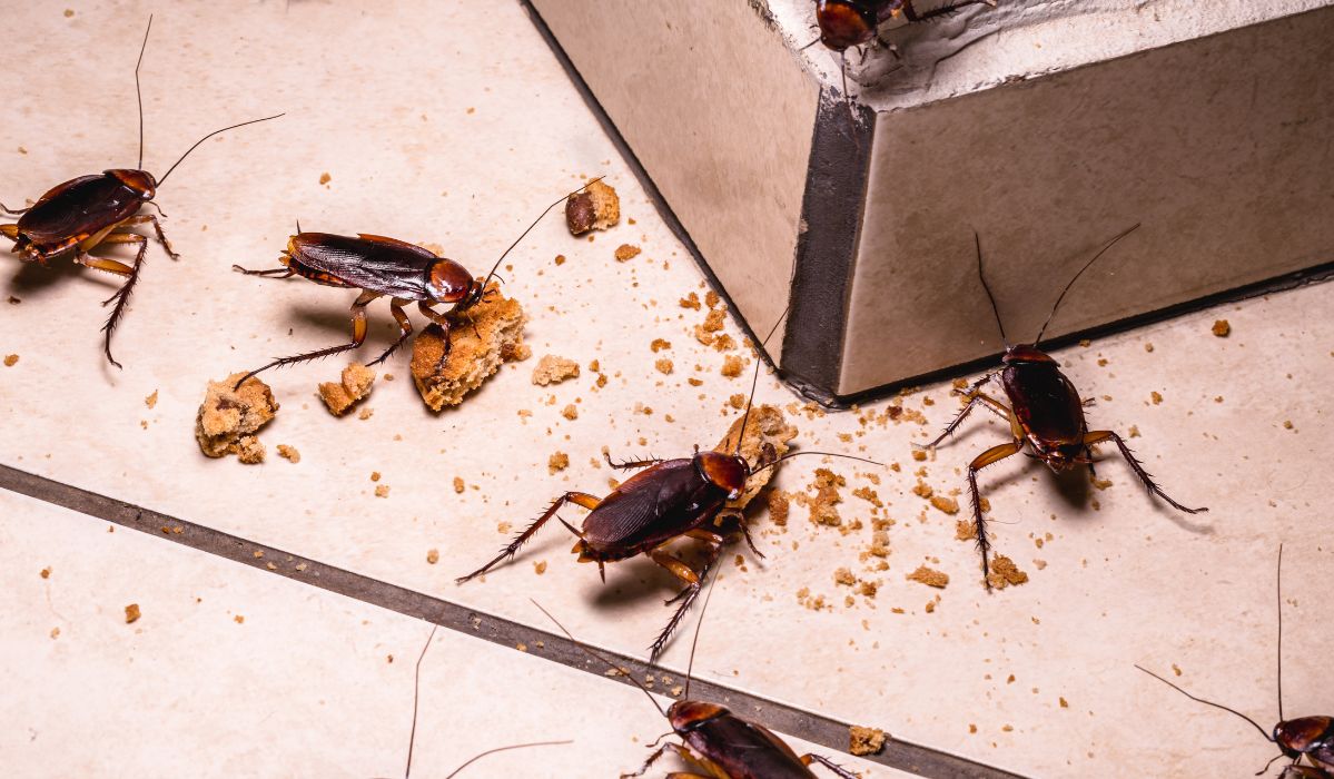Weź z kuchennej szafki i umieść w słoiku. To najlepszy sposób na pozbycie się karaluchów z domu