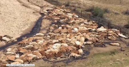 Gnijące krowie truchła “pamiątką” po powodzi w północnej Australii