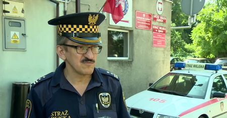 Poszukiwania szakala w Zgierzu. Strażnicy miejscy zastawili pułapki na zwierzę