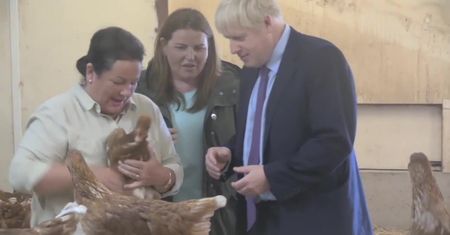 Boris Johnson w kurniku. Nowy premier Wielkiej Brytanii przekonuje rodaków, że brexit nie zaszkodzi gospodarce