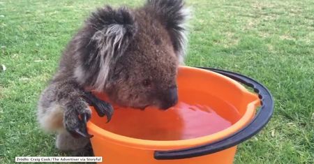 Upały w Australii dają się we znaki także zwierzętom. Spragniony miś koala szukał pomocy u ludzi