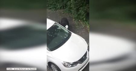 Niedźwiedź włamał się do samochodu i ukradł… cukierki