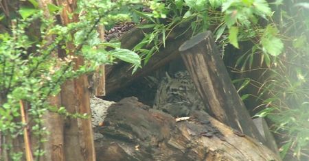 Pantery mgliste i śnieżne we Wrocławiu. Nowy wybieg w tamtejszym zoo