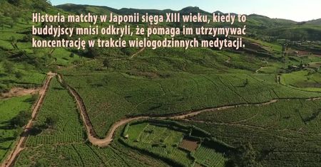 Najcenniejsza herbata. Wszystko, co powinieneś wiedzieć o matchy