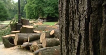 Sąd uznał specjalistę ds. zieleni miejskiej za winnego ws. śmierci dziecka przygniecionego konarem w parku