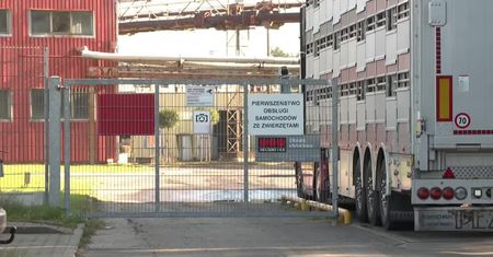 Kolejne przypadki koronawirusa w zakładach mięsnych w Szczecinie