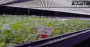 Zeroemisyjna farma pionowa w Danii. Rośliny będą rosły w ogromnej hali