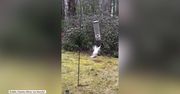 Karuzela dla wiewiórki? Gryzoń „zaszalał” na karmniku dla ptaków