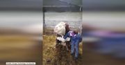 Takiego olbrzyma nie tak łatwo podrapać! Byk przyjmuje pieszczoty niczym pies