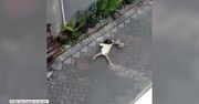 Małpa podjeżdża na mini bike’u i porywa dziecko. Dramatyczne nagranie z Indonezji