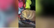 Prawie 90-kilogramowy mastiff utknął podczas wspinaczki po górach