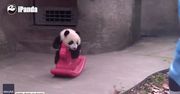 Mała panda dostała… konia na biegunach