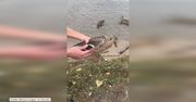 Uratowali kaczkę zaplątaną w kawałek plastiku