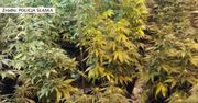 41 krzewów, 2 kilogramy suszu. Plantacja marihuany wylicytowana na aukcji komorniczej