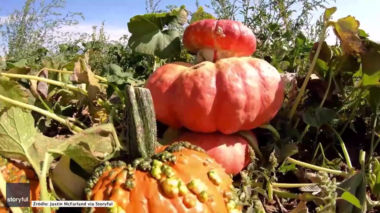 Zbiory dyni w Utah rozpoczęte. Amerykańscy farmerzy przygotowują się do Halloween