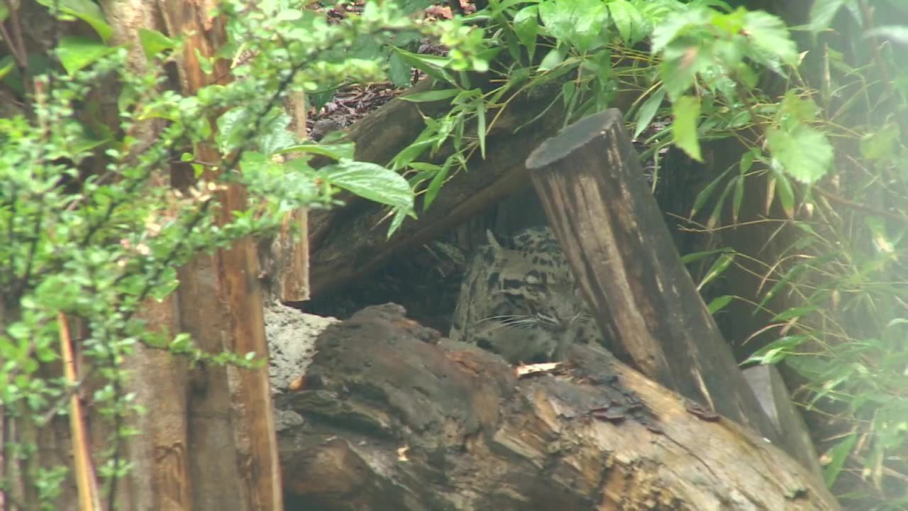 Pantery mgliste i śnieżne we Wrocławiu. Nowy wybieg w tamtejszym zoo