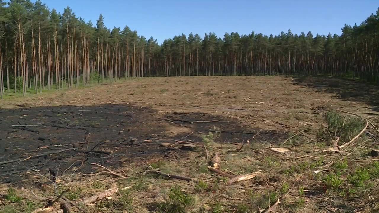 “Las to nie śmietnik” – strażacy i leśnicy ostrzegają przed pożarami