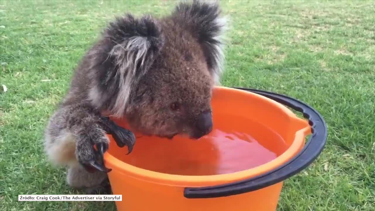 Upały w Australii dają się we znaki także zwierzętom. Spragniony miś koala szukał pomocy u ludzi