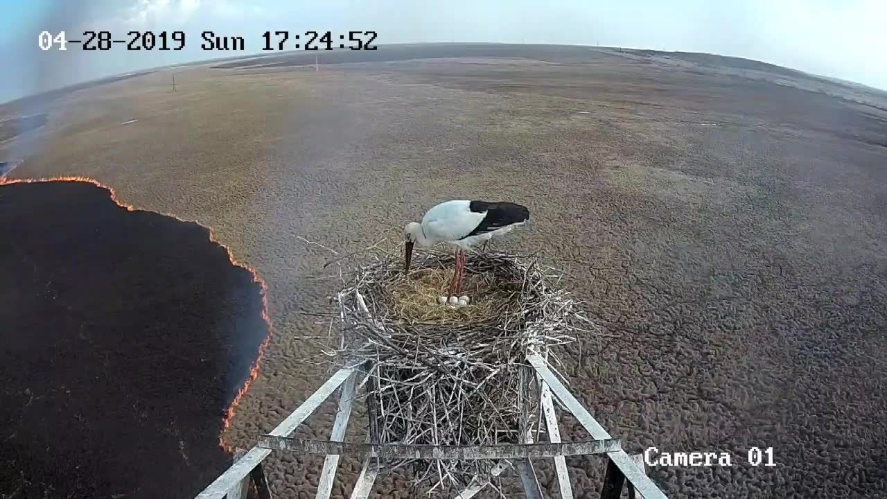 Ogromny pożar na Syberii z perspektywy… bocianiego gniazda. Kamera uchwyciła rozprzestrzeniający się ogień