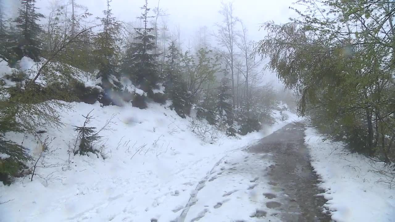 Śnieżny poranek w środku maja na południu Polski