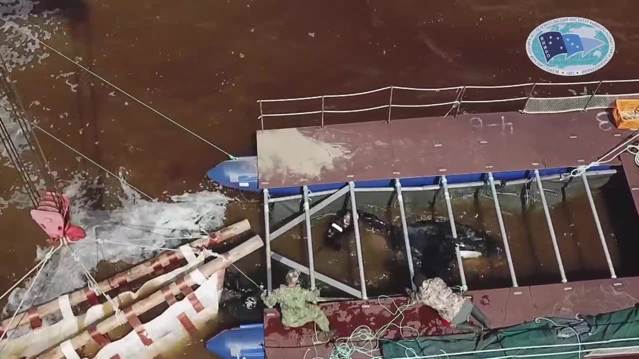 Orki i białuchy z “więzienia dla waleni” wychodzą na wolność. Rozpoczęła się akcja uwalniania zwierząt z nielegalnego ośrodka