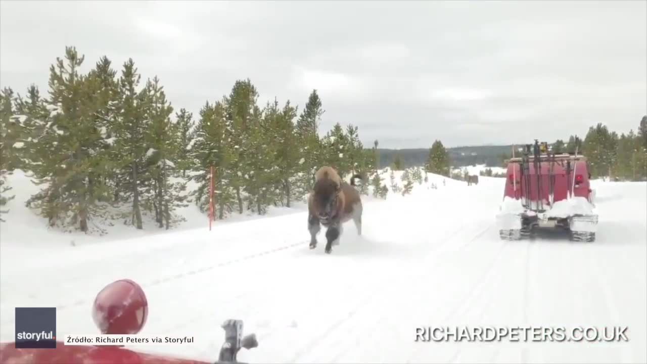 Rozpędzony bizon galopował tuż obok samochodu. Niebezpieczne spotkanie w parku narodowym Yellowstone