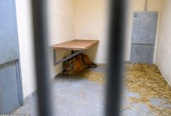Sekcja zwłok tygrysa. Wiadomo, co było przyczyną śmierci zwierzęcia